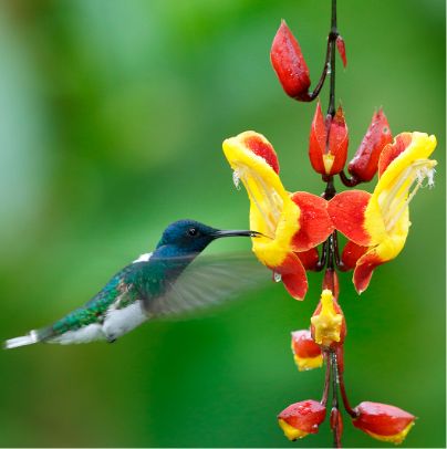 Otavalo, Ecuador, culture, tours, trips, ethnic groups, vacations
