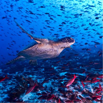 Santa cruz galapagos