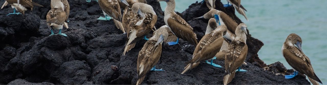 Ecuador Experience - Galapagos