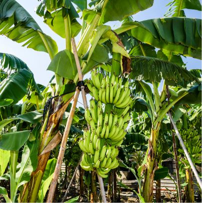 Banano and cacao pacific coast